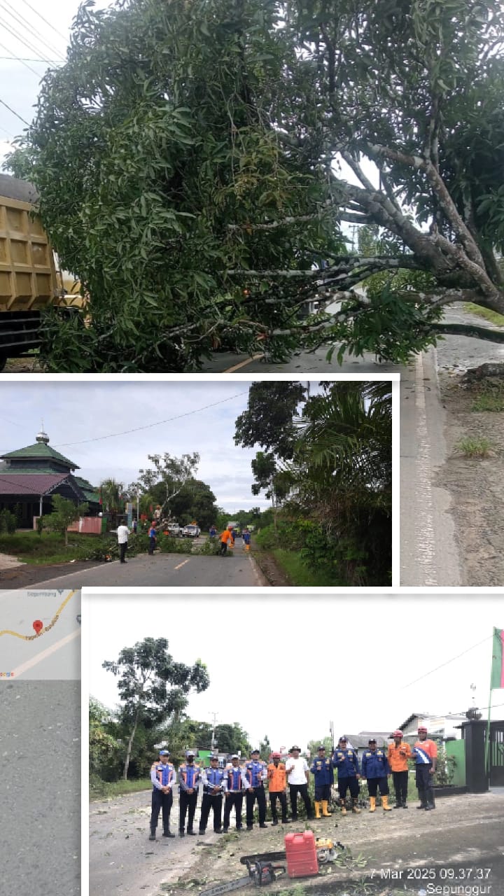Pohon Tumbang di tengah Jalan , Anggota Dishub, BPBD, dan Damkar Gunung Tinggi Tanggap Darurat